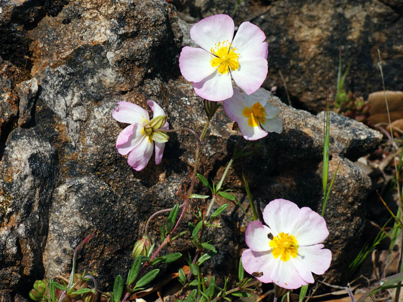 Helianthemum morisianum